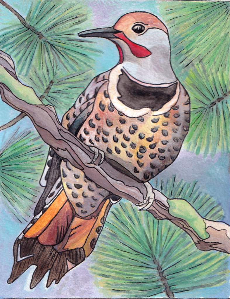 Watercolour painting of northern flicker